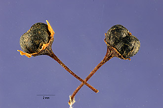 <i>Ceanothus thyrsiflorus</i> Eschsch. var. repens McMinn