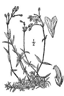 <i>Cerastium arvense</i> L. var. bracteatum (Raf.) MacMill.