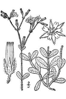 <i>Cerastium viscosum</i> L., nom. utique rej.