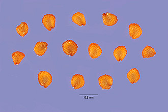 <i>Cerastium glomeratum</i> Thuill. var. apetalum (Dumort.) Fenzl