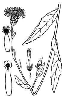 <i>Centaurea debeauxii</i> Gren. & Godr. ssp. thuillieri Dostál