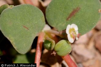 <i>Euphorbia albomarginata</i> Torr. & A. Gray