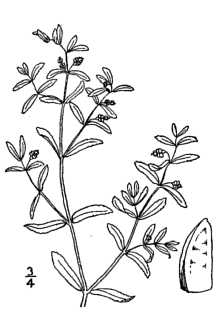 <i>Chamaesyce albicaulis</i> (Rydb.) Rydb.