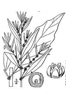 <i>Chenopodium ambrosioides</i> L. var. vagans (Standl.) J.T. Howell