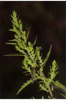 <i>Chenopodium ambrosioides</i> L. var. suffruticosum (Willd.) Asch. & Graebn.