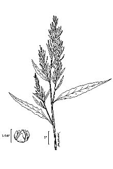 <i>Chenopodium ambrosioides</i> L. var. ambrosioides