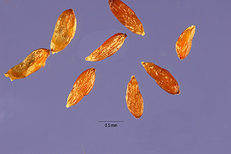 <i>Chamerion angustifolium</i> (L.) Holub var. angustifolium