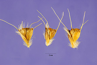 <i>Chloris paraguaiensis</i> Steud.