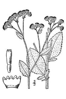 <i>Chrysanthemum balsamita</i> (L.) Baill. var. tanacetoides Boiss.