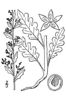 <i>Chenopodium botrys</i> L.