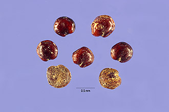 <i>Botrydium botrys</i> (L.) Small