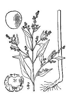 <i>Chenopodium boscianum</i> Moq.