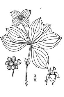 <i>Cornella canadensis</i> (L.) Rydb.