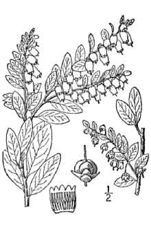 <i>Chamaedaphne calyculata</i> (L.) Moench var. latifolia (Aiton) Fernald