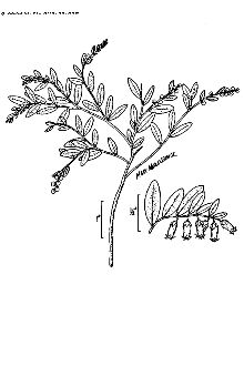 <i>Cassandra calyculata</i> (L.) D. Don var. latifolia (Aiton) Seymour