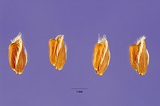 <i>Eustachys bahiensis</i> (Steud.) Herter