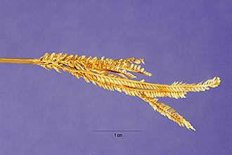 <i>Chloris capensis</i> auct. non (Houtt.) Thell.