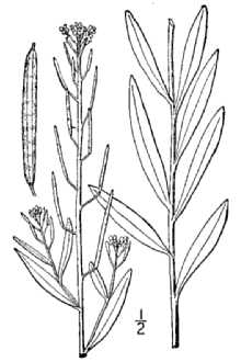 <i>Erysimum cheiranthoides</i> L. ssp. altum Ahti