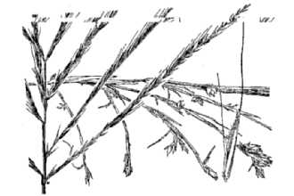 Buryseed Umbrellagrass