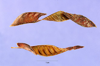 <i>Cassia diphylla</i> L.
