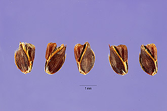 <i>Chloris glauca</i> (Chapm.) Alph. Wood