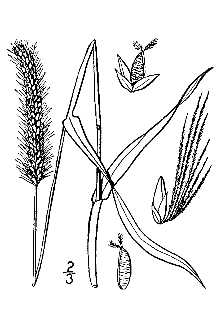 <i>Setaria glauca</i> (L.) P. Beauv.