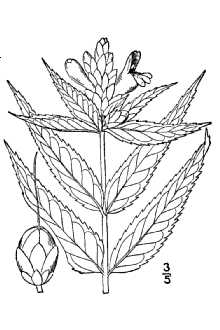 <i>Chelone glabra</i> L. var. linifolia Coleman