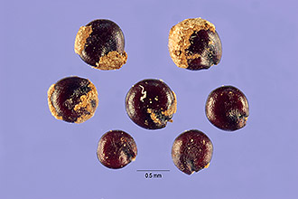 <i>Chenopodium glaucum</i> L. ssp. euglaucum Aellen