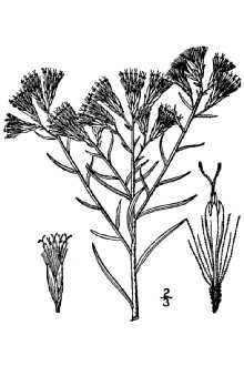 <i>Chrysothamnus nauseosus</i> (Pall. ex Pursh) Britton var. petrophilus Cronquist