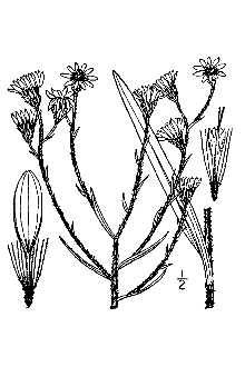 <i>Chrysopsis graminifolia</i> (Michx.) Elliott