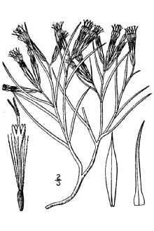 <i>Chrysothamnus howardii</i> (Parry ex A. Gray) Greene