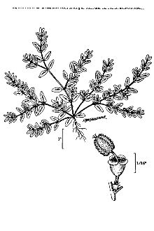 <i>Euphorbia humistrata</i> Engelm. ex A. Gray