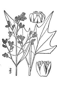 <i>Chenopodium hybridum</i> auct. non L.