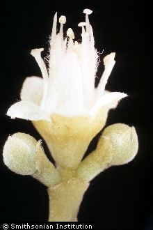 <i>Chrysobalanus pellocarpus</i> G. Mey.
