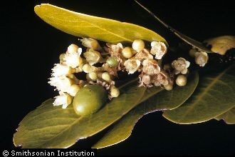 <i>Chrysobalanus savannarum</i> Britton