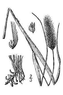 <i>Setaria geniculata</i> (Wild.) P. Beauv., nom. illeg.