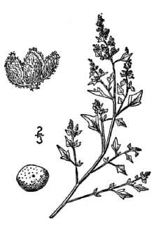 Mealy Goosefoot