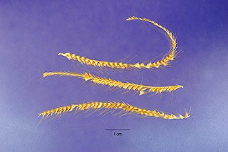 <i>Chloris paraguaiensis</i> Steud.