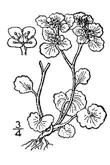 <i>Chrysosplenium alternifolium</i> L. var. iowense (Rydb.) B. Boivin