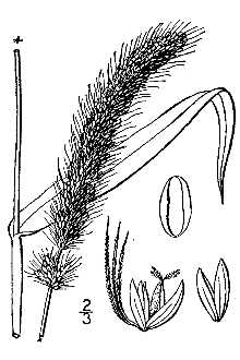 <i>Setaria italica</i> (L.) P. Beauv. var. stramineofructa (F.T. Hubbard) L.H. Bailey
