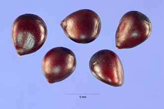 <i>Cydonia japonica</i> (Thunb.) Pers.
