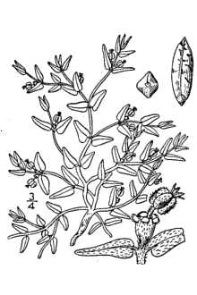 <i>Euphorbia lata</i> Engelm.