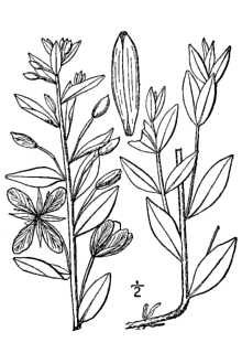 <i>Chamerion subdentatum</i> (Rydb.) Á. Löve & D. Löve