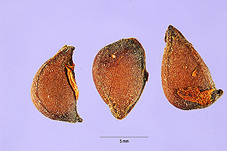 <i>Chaenomeles lagenaria</i> (Loisel.) Koidzumi