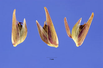 <i>Uniola laxa</i> (L.) Britton, Sterns & Poggenb.