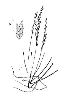 <i>Uniola laxa</i> (L.) Britton, Sterns & Poggenb.