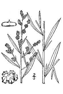 <i>Chenopodium album</i> L. var. leptophyllum Moq.