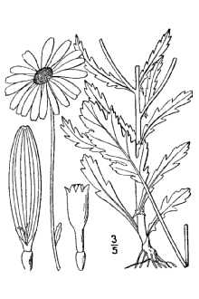 <i>Chrysanthemum leucanthemum</i> L.