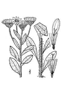 <i>Chrysopsis mariana</i> (L.) Elliott var. macradenia Fernald