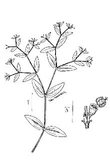 <i>Euphorbia supina</i> Raf.